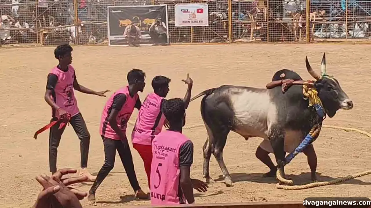காரைக்குடியில்  மாபெரும் வடமாடு மஞ்சுவிரட்டு